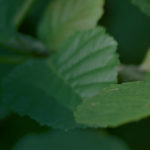 bg2
