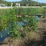 1 Verns plantats al Congost recuperació dinàmica natural