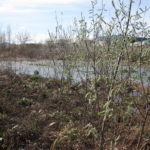4 plantacions de nuclis de dispersió de la verneda